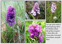 Orchids