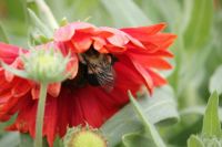 Bee Nestled in Flower