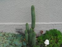 big cactus