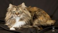 Toffee the Maine Coon