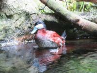Duck at Florida Aquarium