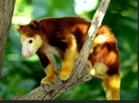 Tree Kangaroo     ---Critters I'd like to pet (without being eaten, scratched, bitten, etc.)