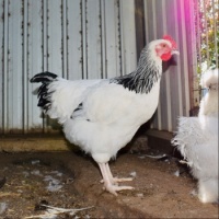 Young Rooster