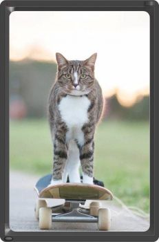 Didga The Skateboarding Cat...