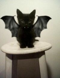 1I'm Dressed Up as Bat Pussy Today