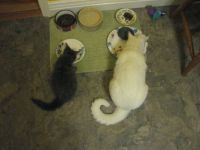 Blizzard and Stormy (Dinner Time)