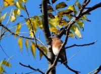 Autumn Blurbird