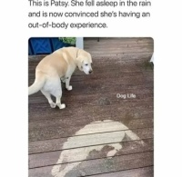 Wobblybear's Fun Stuff (wbfs) - Patsy the dog has an out-of-body experience