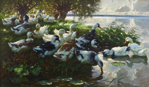 Alexander Koester—Ducks resting by the lake.