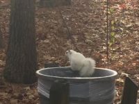 Albino Squirrel