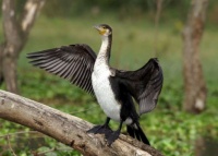 White-Breasted Cormorant