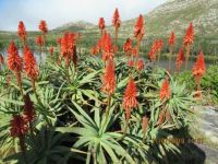 Aloes at Silvermine Dam