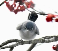 Sweet bird