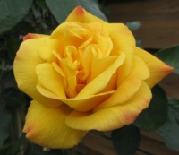Yellow Rose bud...opening up