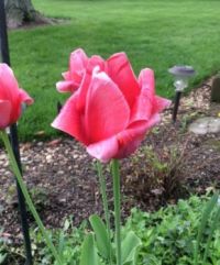Darwin Tulips