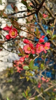 Spring flowers