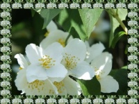 Jasmínové květy - detail...  Jasmine flowers - detail ...