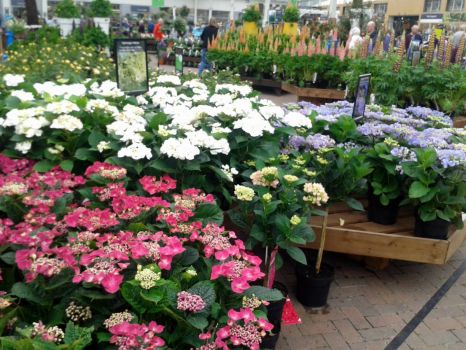 Plants for sale at the local Garden Centre  (19)