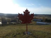 maple leaf