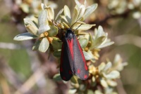 Cinnabar moth - Tyria jacobaeae (Sint-jacobsvlinder)