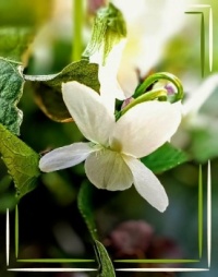 💜☘️ Violets ☘️💜
