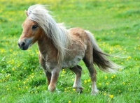 cute little pony