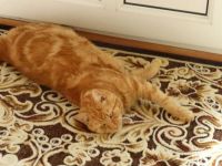 Ferdy - blending into his new rug