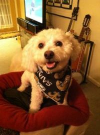 Rocky in Saints Scarf