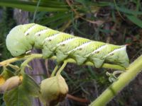 Leaf eater