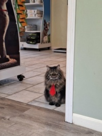 Dr. Tom, DVM (Veterinarian), is ready to see your dog now.