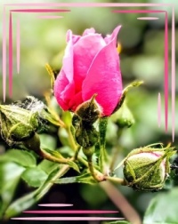 🌿🌹 Joy of roses 🌹🌿