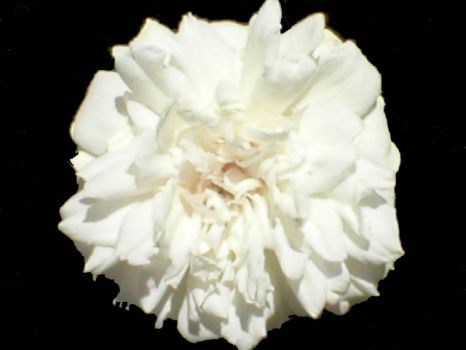 Lacey White Rose - sm