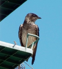 Female Martin