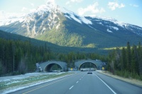 Banff Park Wildlife Overpass