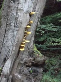 Fernilee Fungi