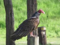 Turkey Vulture