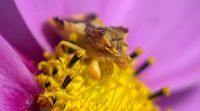 Tiny ambush bug sitting in the center of a flower