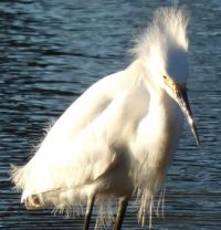 Snowy Egret - bad hair day