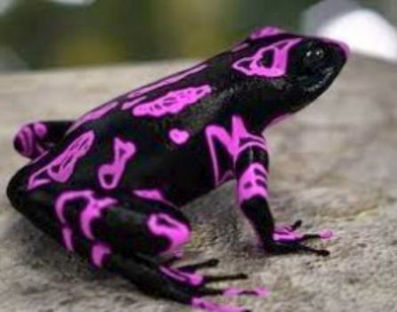Neon purple dart frog