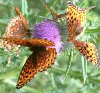 Butterflies