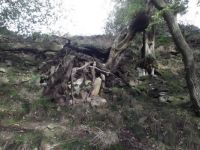 Fernilee rock tree