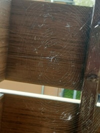 A spider apprentice's web