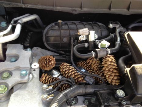 Pine cones in my engine. Thanks to the squirrels