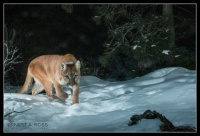 Mt Lion captured on camera trap set. Northern Nevada. 01 31 23