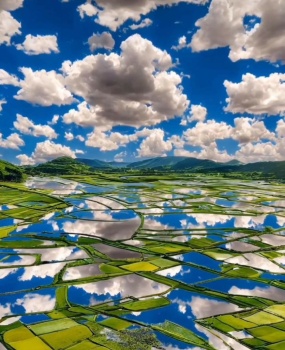 Maybe Rice Paddys
