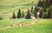 Bringing in the cows - Switzerland