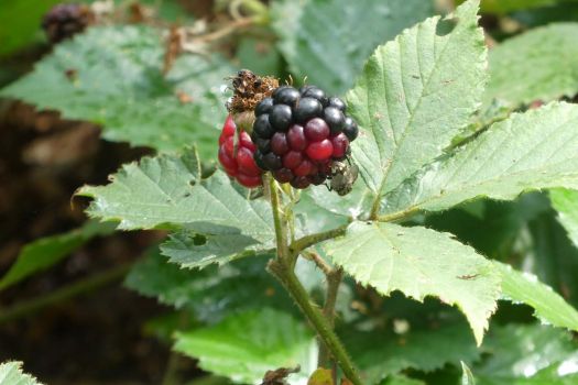 Blackberry with insects on it