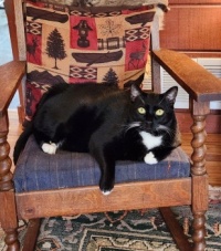 Romeo in his favorite chair.