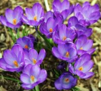 Flores