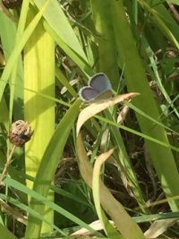 Eastern Tailed-Blue (Cupido comyntas)